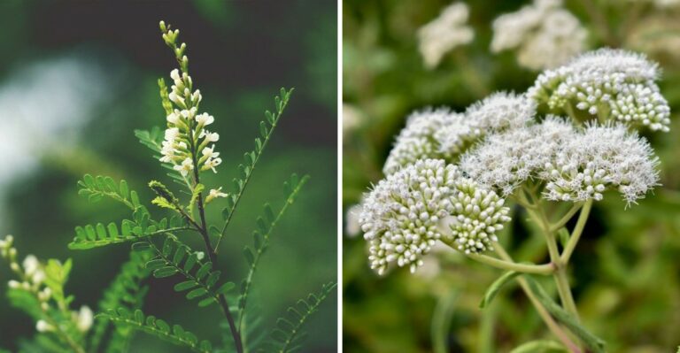 The Best Low-Maintenance Texas Shrubs To Plant In Fall