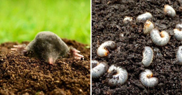 7 Things Moles Can’t Resist In Your Pennsylvania Yard