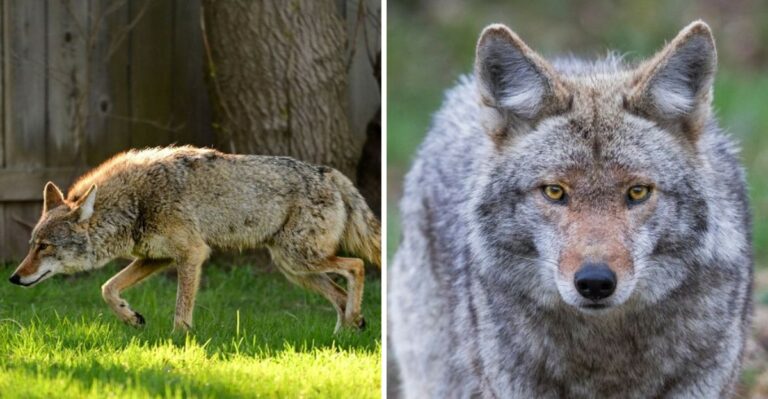 5 Things Virginia Homeowners Should Do If A Coyote Shows Up In Their Yard (And 3 They Shouldn’t)