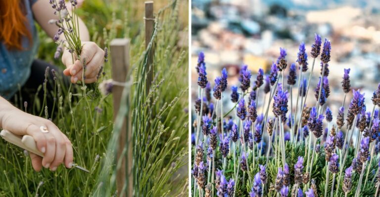 The Overlooked October Lavender Job That Helps Plants Through Winter