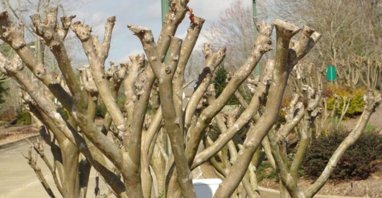 Why Georgia Gardeners Should Leave Crape Myrtle Seed Pods Alone In November