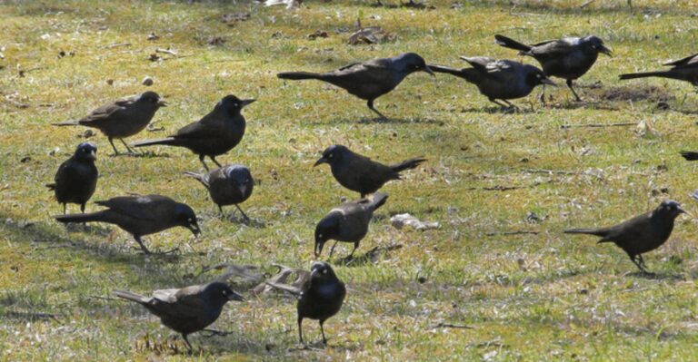 What It Means When Birds Swarm One Patch Of Your Georgia Lawn