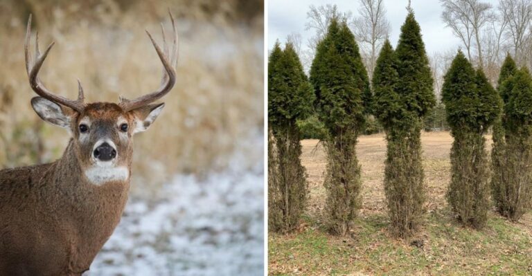 Why Deer Strip Ohio Arborvitae Every Winter – Protect Them Now