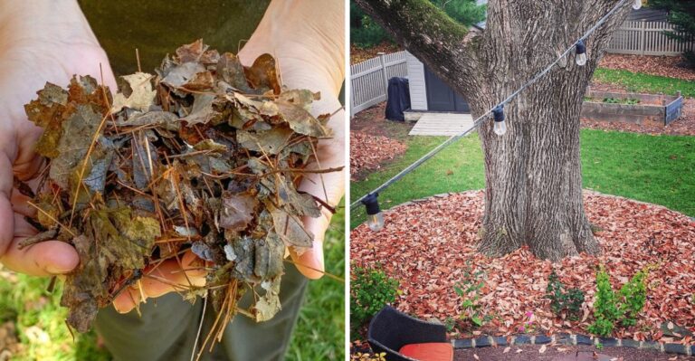 Should You Rake Fallen Leaves In Your Florida Yard Or Leave Them Alone?
