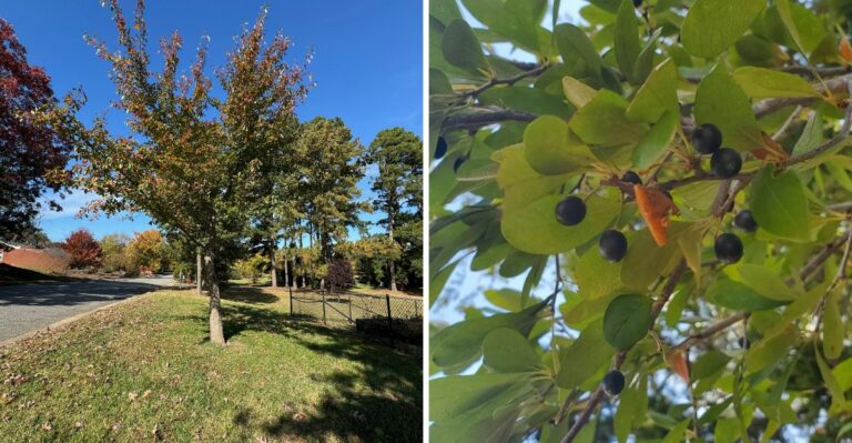The Alabama Native Tree That Creates Dense Shade Without Constant Cleanup