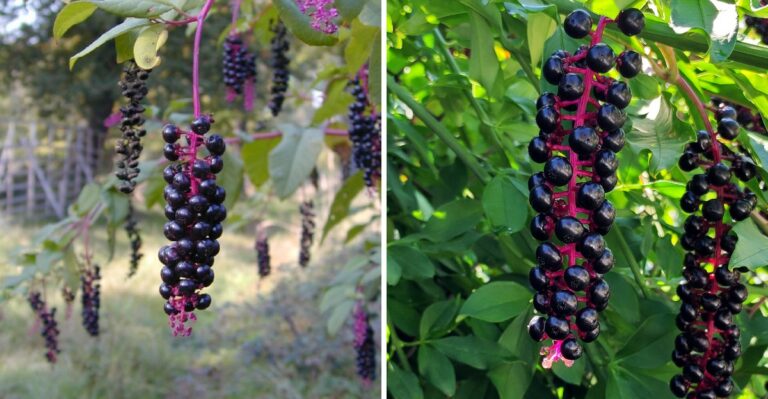 Purple Berries Dangling From Tall Magenta Stems In Texas Yards Deserve A Closer Look