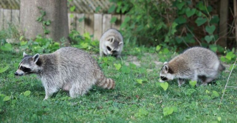 What It Really Means When A Raccoon Visits Your Michigan Porch