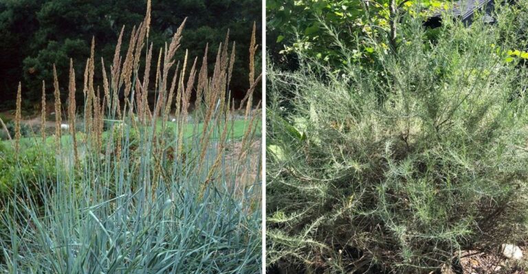 12 Plants That Hold California Slopes Before El Niño Rains
