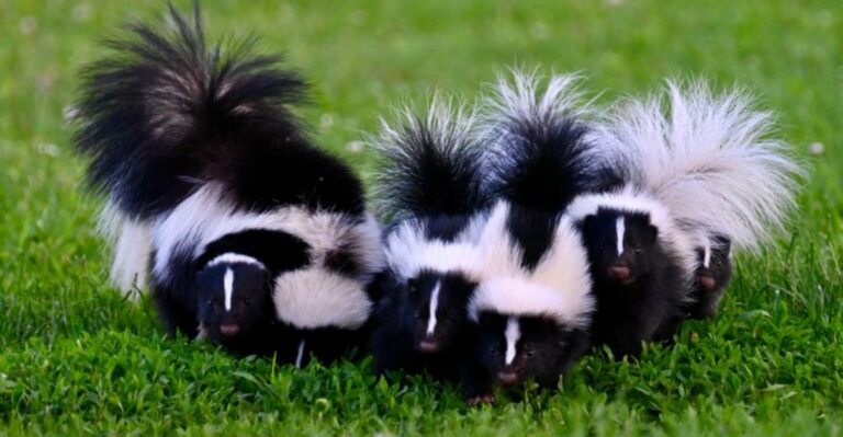 What It Means When A Striped Skunk Moves Under Your California Deck