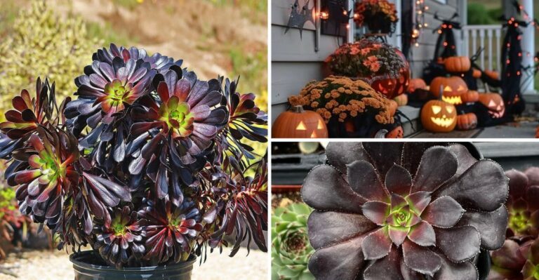 The Black Succulent California Gardeners Plant For Instant Halloween Drama