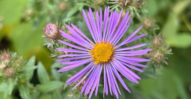 8 California Native Plants That Actually Prefer Heavy Clay Soil