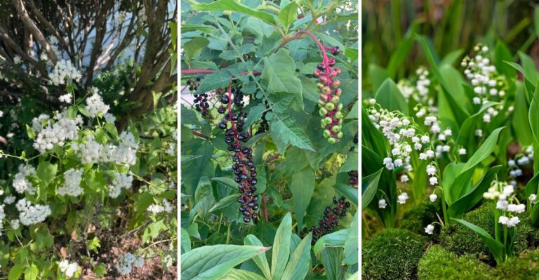 Toxic Plants That Might Already Be Growing In Your Indiana Garden