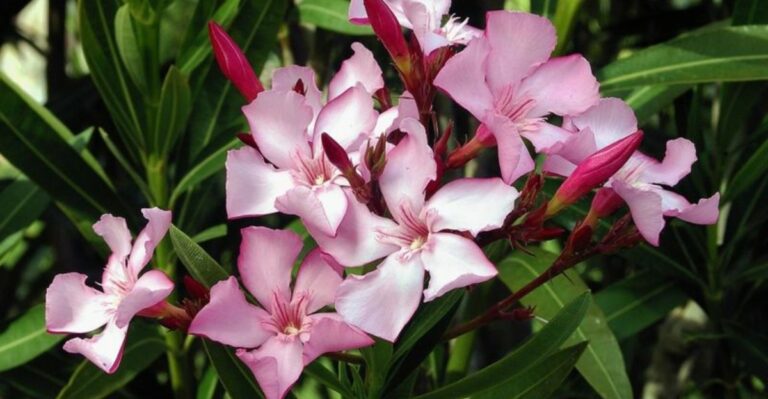 This Common California Shrub Gets Less Attention Than A Rattlesnake, But Is Far More Toxic