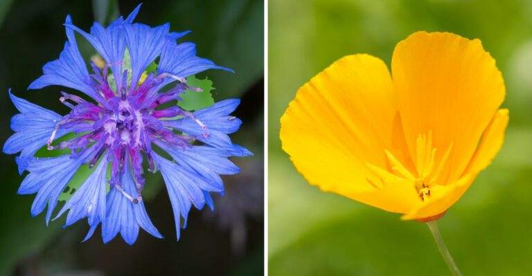 10 Flower Seeds to Sow in October in California