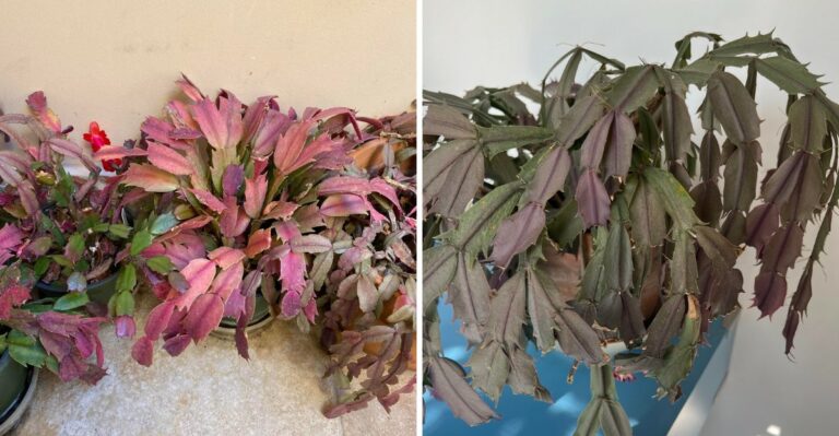 Why Christmas Cactus Segments Turn Soft And Limp In California Homes