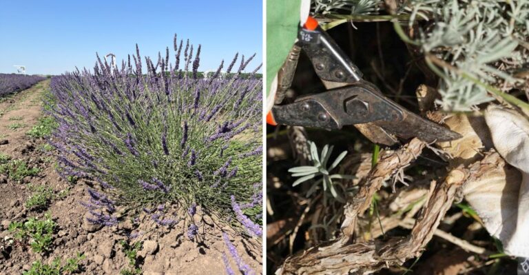 How To Keep Lavender From Getting Woody In Pennsylvania