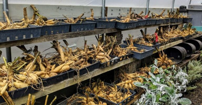 How To Dig Up And Store Dahlia Tubers For Winter In North Carolina