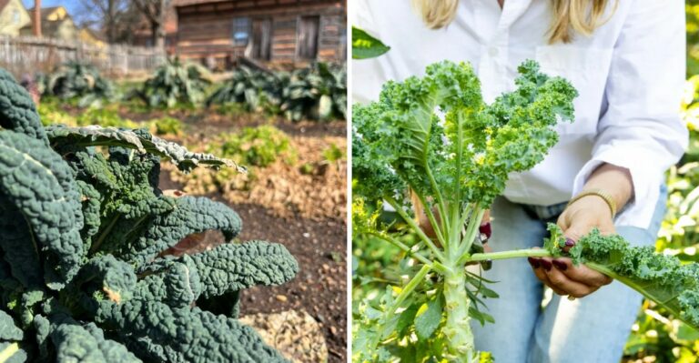 Why Kale Is Pennsylvania’s Toughest Fall Vegetable