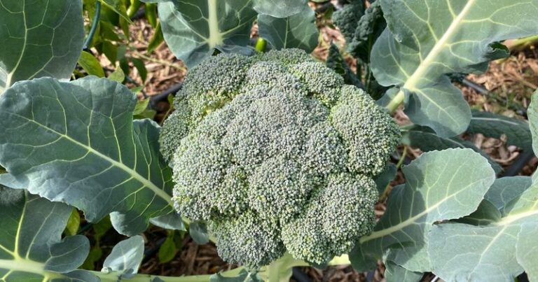 8 Arizona Cool-Season Crops That Produce Through Christmas Without Protection