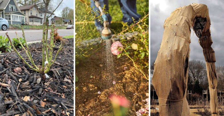 How To Protect Your New York Rose Bushes Before The Ground Freezes