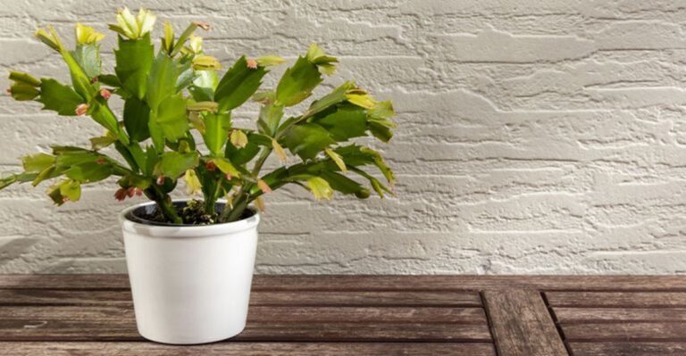 10 Culprits That Might Be Keeping Your Michigan Christmas Cactus From Blooming