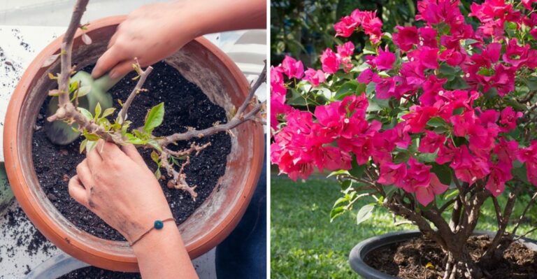 When Should You Move Florida Potted Bougainvillea Into A Protected Spot?