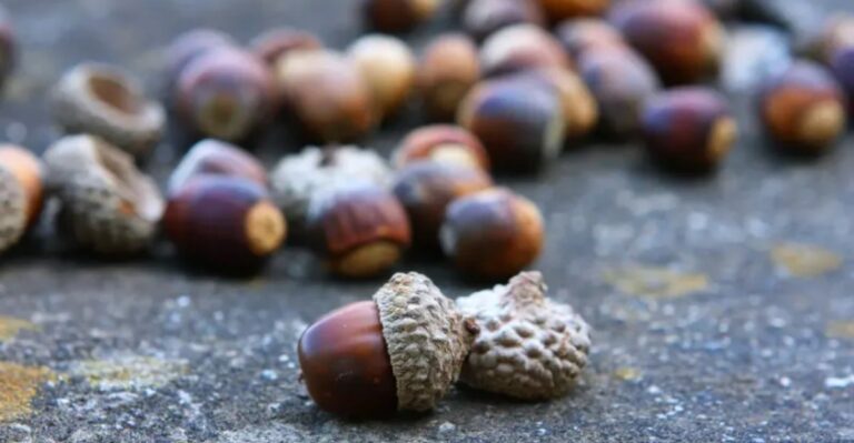 Why California Live Oaks Start Dropping So Many Acorns In Fall