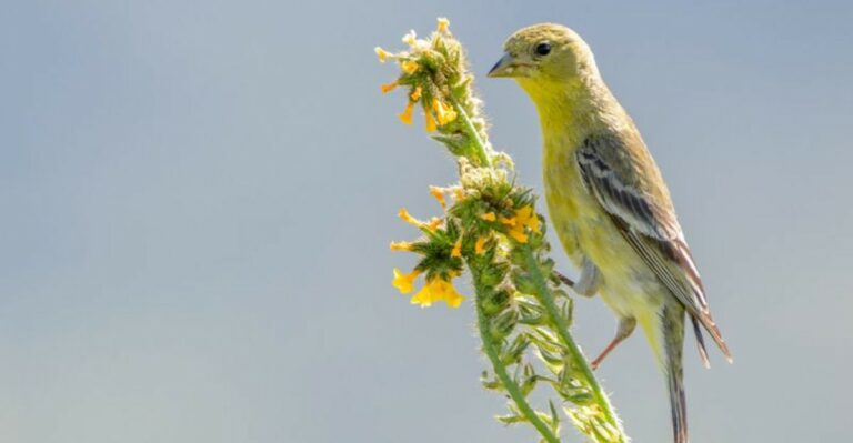 The Simple Habit That Brings More Lesser Goldfinches To California Yards Before Winter