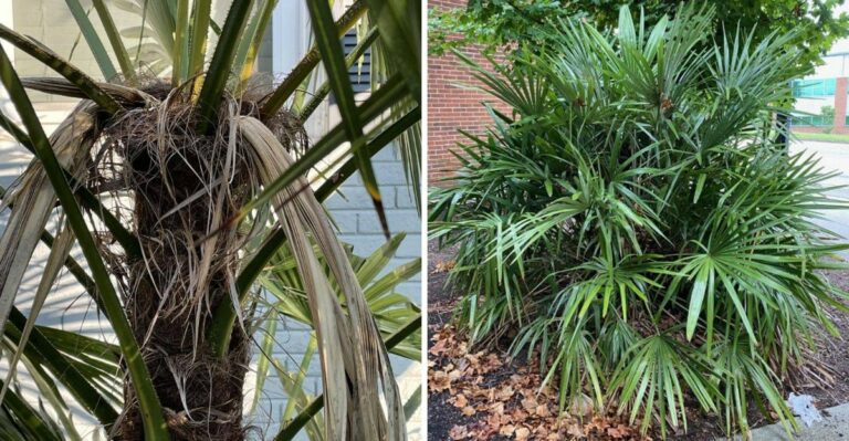 Wrapping Palm Trunks Does Little To Protect Georgia Palms From Winter Cold