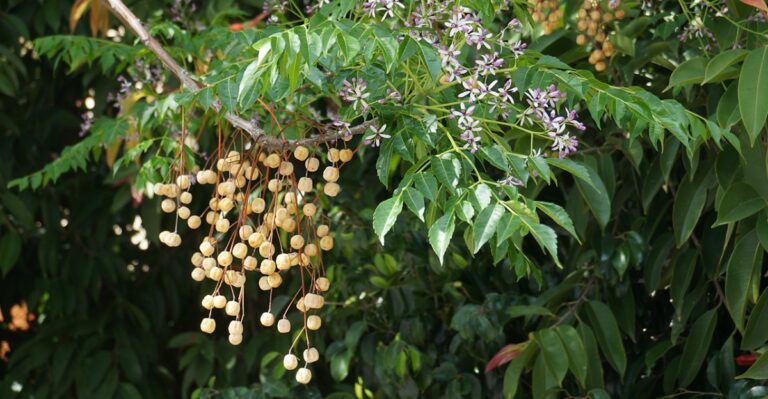 Yellow Berries Clustered On An Old Georgia Shade Tree Carry A Hidden Risk