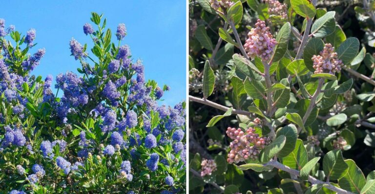 8 Best Native California Hedges That Stay Full Through Winter