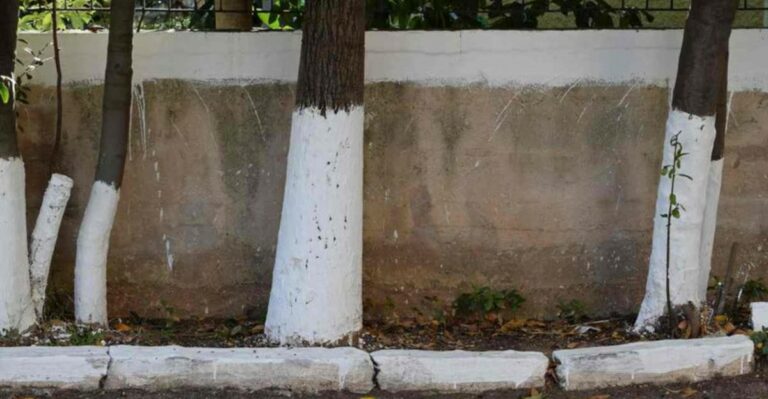 Georgia Fruit Growers Paint Young Tree Trunks White Before Winter For A Smart Reason