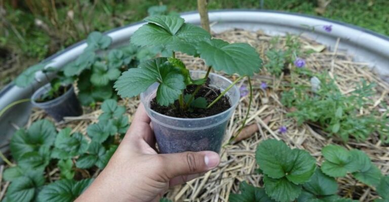 Fall Planting Gives California Strawberries A Head Start Most Gardeners Miss
