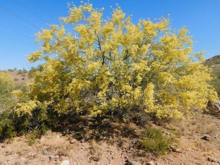 Foothill Palo Verde: A Low-Water Arizona Native Shade Tree Once Established