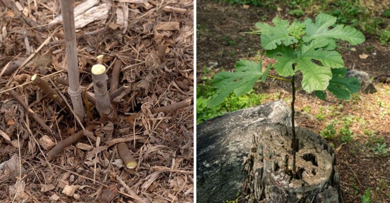 The Fall Pruning Mistake That Can Cost Pennsylvania Fig Trees Their Winter Survival