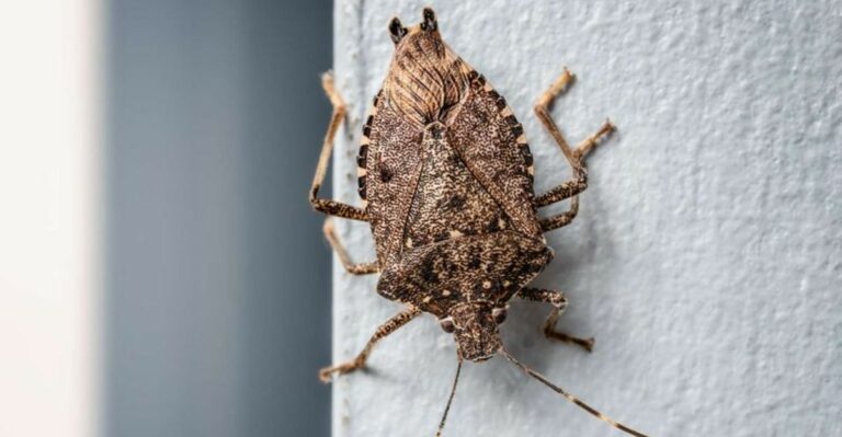 Stink Bugs Invading Your New York Home? Try This DIY Trap