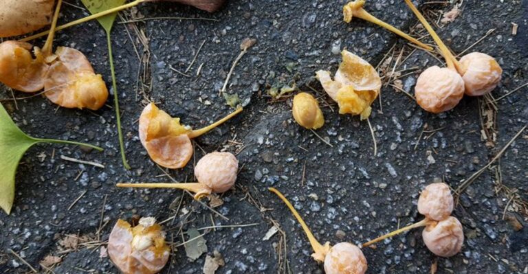 The Smelly Fruit Under Indiana Street Trees Has A Surprising Source