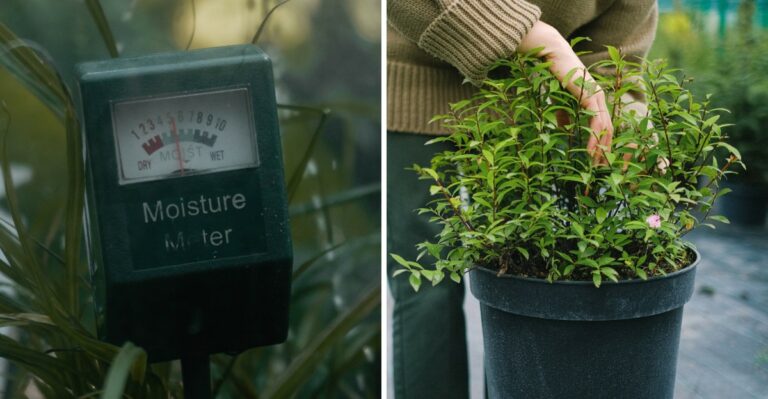Wilting Plants In Louisiana This October? Check The Soil Moisture