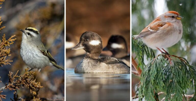 The New York Birds That Arrive In Fall And Stay All Winter