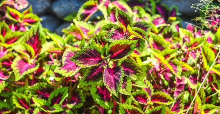 Coleus Cuttings Taken Before Georgia’s First Frost Root Easily In Plain Water