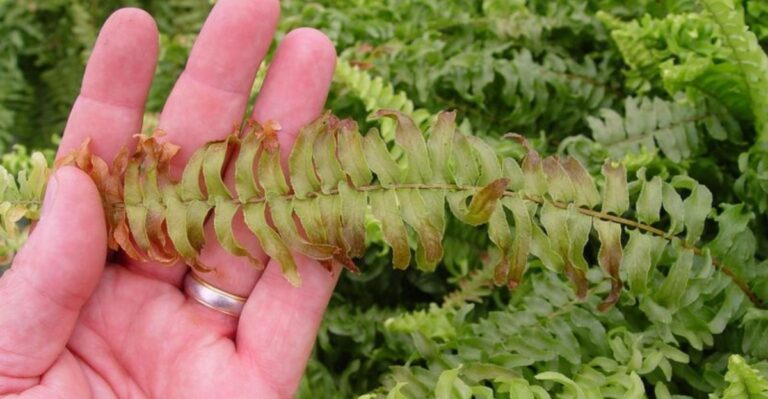 What Falling Ohio Nights Mean For The Ferns Still On Your Porch