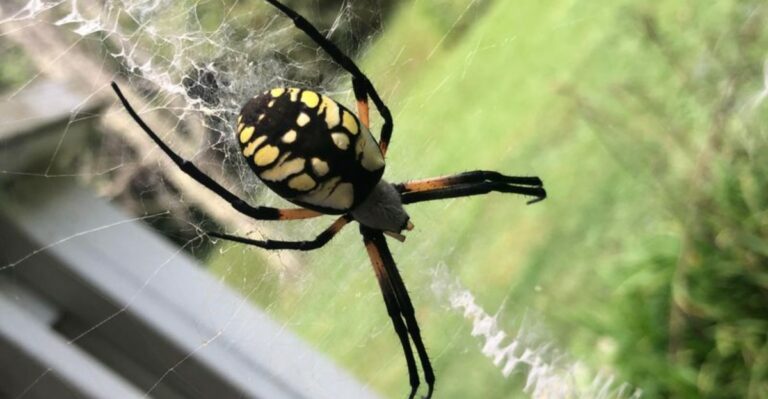 Why So Many Spiders Are Showing Up On North Carolina Porches This October