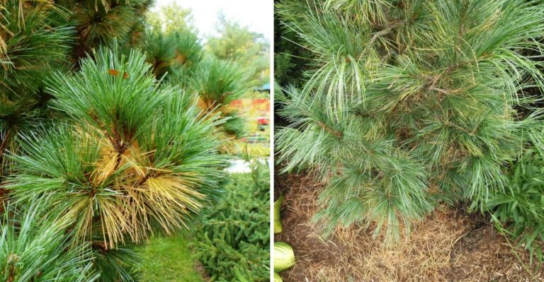 Why Your White Pine Is Turning Yellow From The Inside Out This Fall