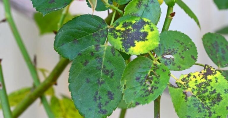 Why Treating Black Spot Isn’t Working On Your Ohio Roses