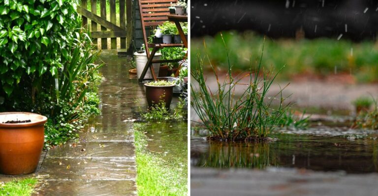 How To Help Panhandle Plants Recover From Saltwater And Storm Surge After Isaias
