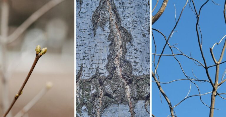The Virginia Tree Signs That Signal Last Summer’s Drought Damage Will Show Up By Spring
