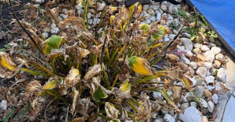 What Georgia Gardeners Should Do With Hostas Before Winter (And What To Avoid)