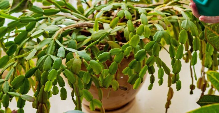 7 Proven Steps To Revive Your Overwatered Christmas Cactus In North Carolina