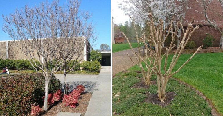 The One Thing You Should Never Do To Crape Myrtles In Pennsylvania This Fall
