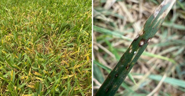 What St. Augustine Grass Is Telling You With Those October Yellow Patches In Texas